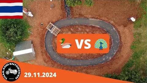 Pfauen VS Enten