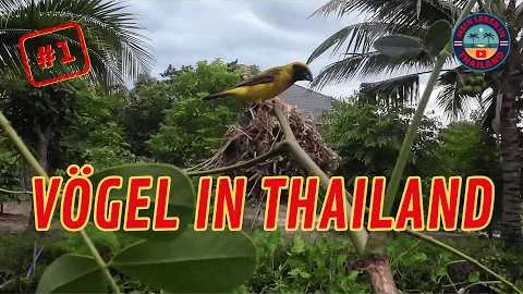 ASIATISCHER GOLDWEBER 🦜Welche VÖGEL leben in THAILAND - Vögel in Thailand - Birds of Thailand