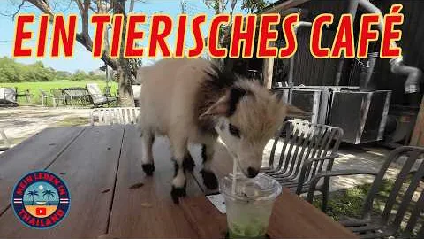 YOKO MATCHA CHAINAT - ชาเขียวมัทฉะนำเข้า 🌿 Eine wunderschöne Location abseits der Touristenpfade