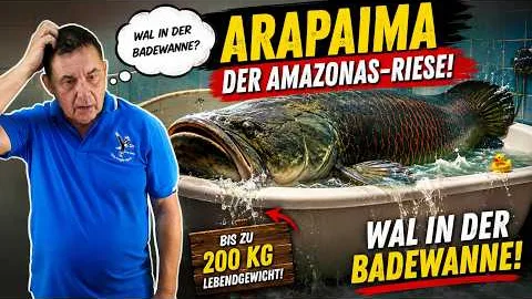 Dieser Fisch ist einfach ZU GROSS für meinen Teich! 😱 Auf Koh Samui "Top Cats" in Thailand